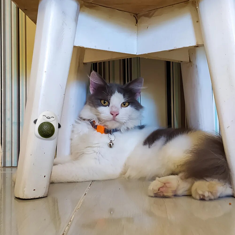 Plastic Catnip Ball Toy